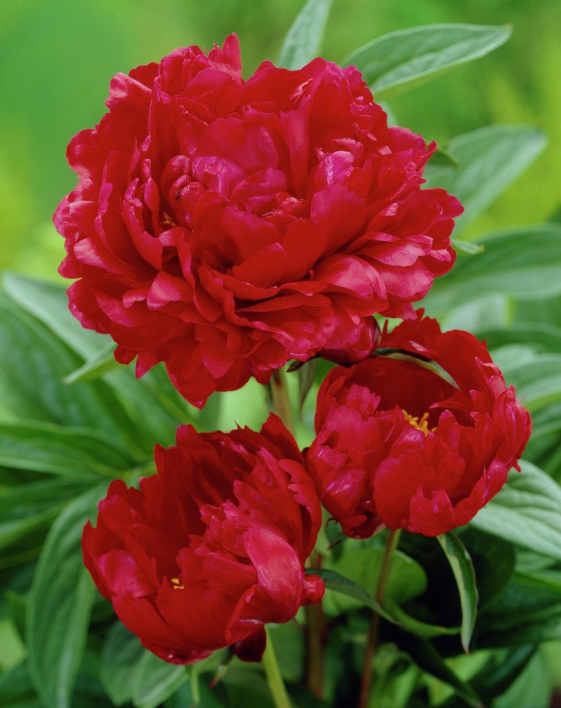 Paeonia lactiflora 'Red Magic'